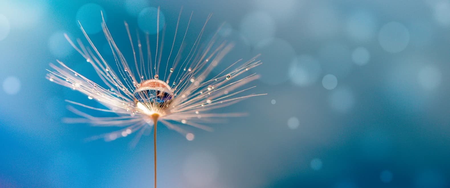 Bannière pour la page Mentions ,[object Object]